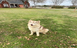 Siberian Husky dogs for sale: Rip - Image 11