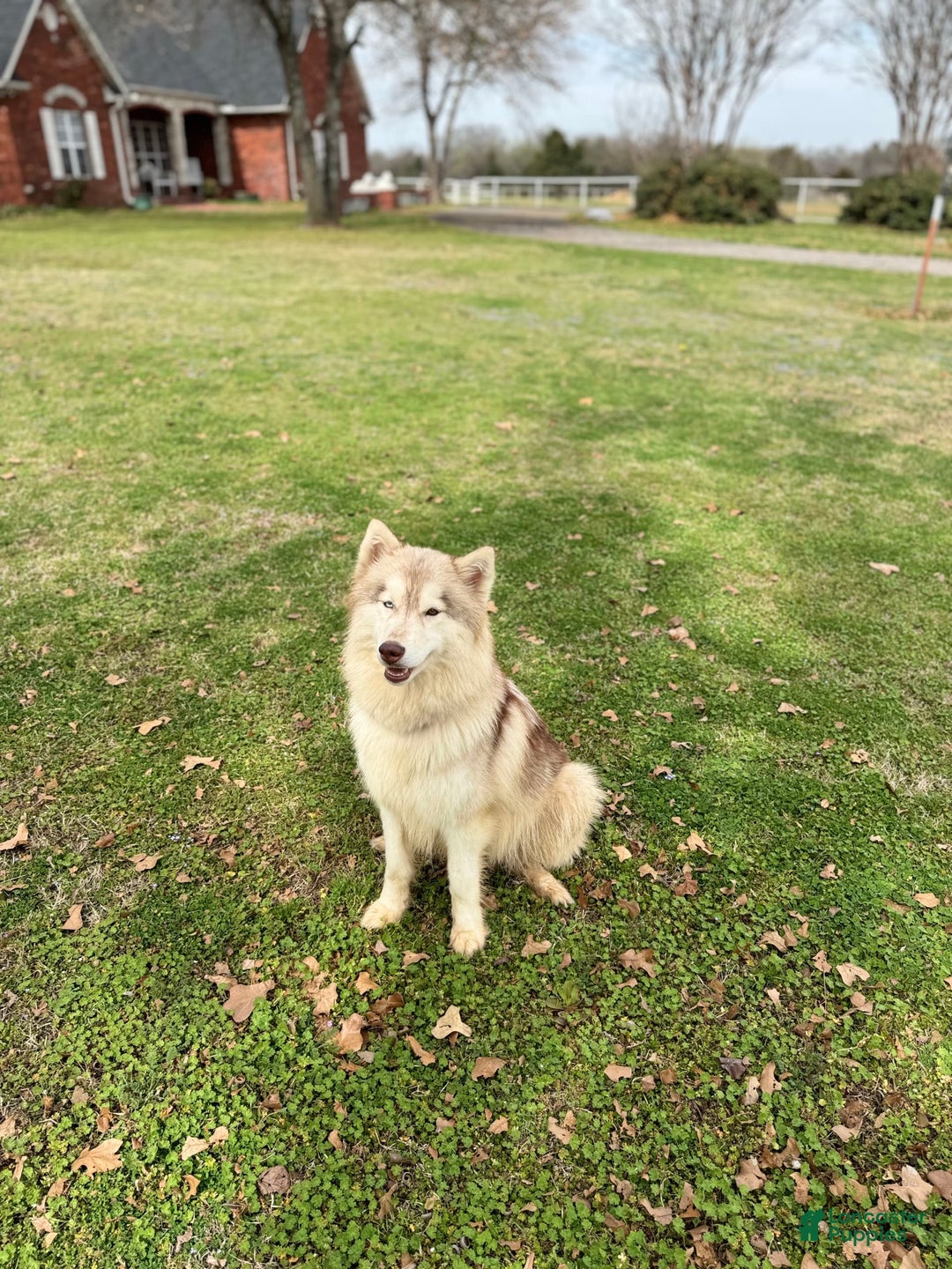 Siberian Husky dogs for sale: Rip - Image 11