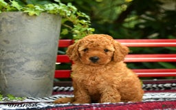 Mini Goldendoodle dogs for sale: Candie - Image 9