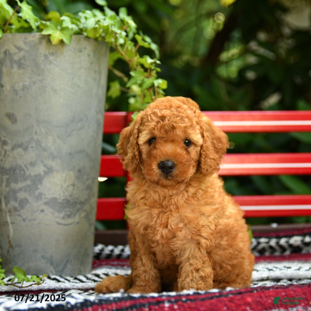 Mini Goldendoodle dogs for sale: Candie - Image 9