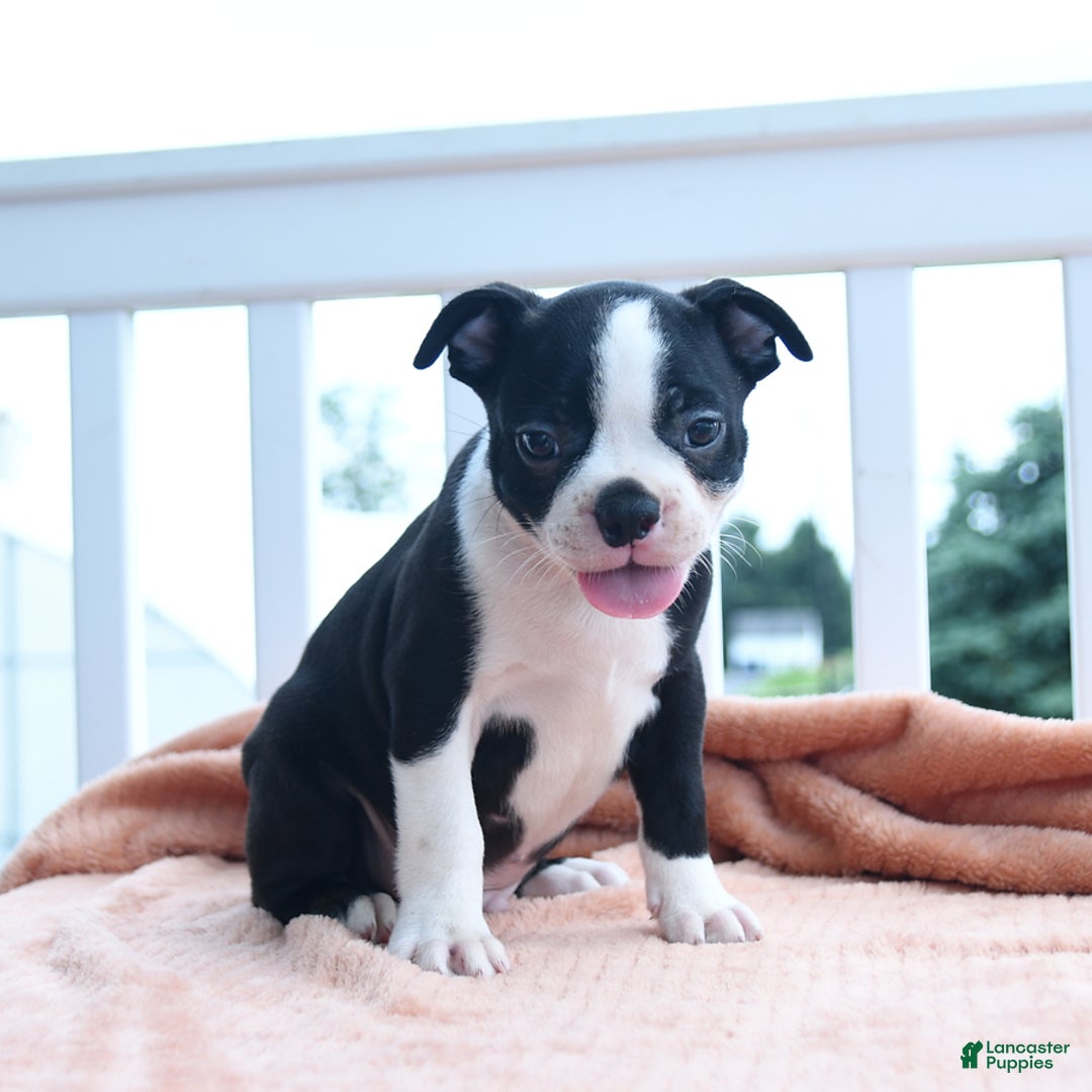 Boston Terrier dogs for sale: Eagle - Image 4