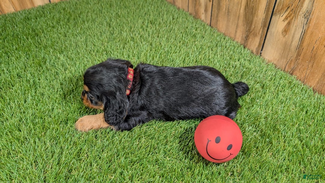 Cavalier King Charles Spaniel dogs for sale: Brin Girl 1 - Image 9