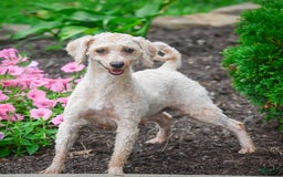 Bichpoo dogs for sale: Dixie - Image 15
