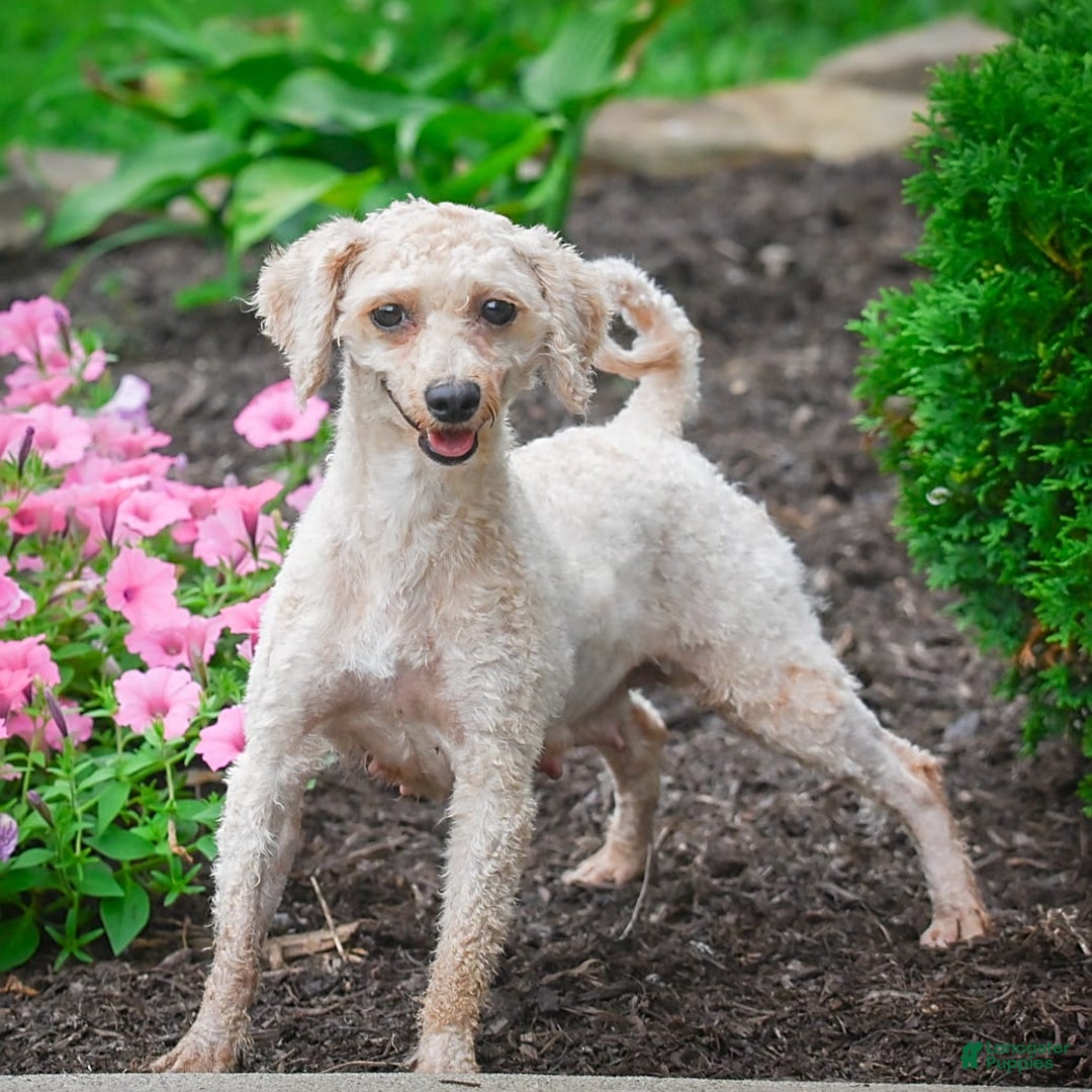 Bichpoo dogs for sale: Dixie - Image 15