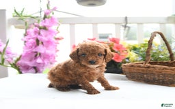 Toy Poodle dogs for sale: Violet - Image 1
