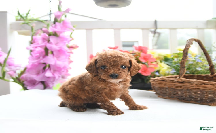 Toy Poodle dogs for sale - Ad 3