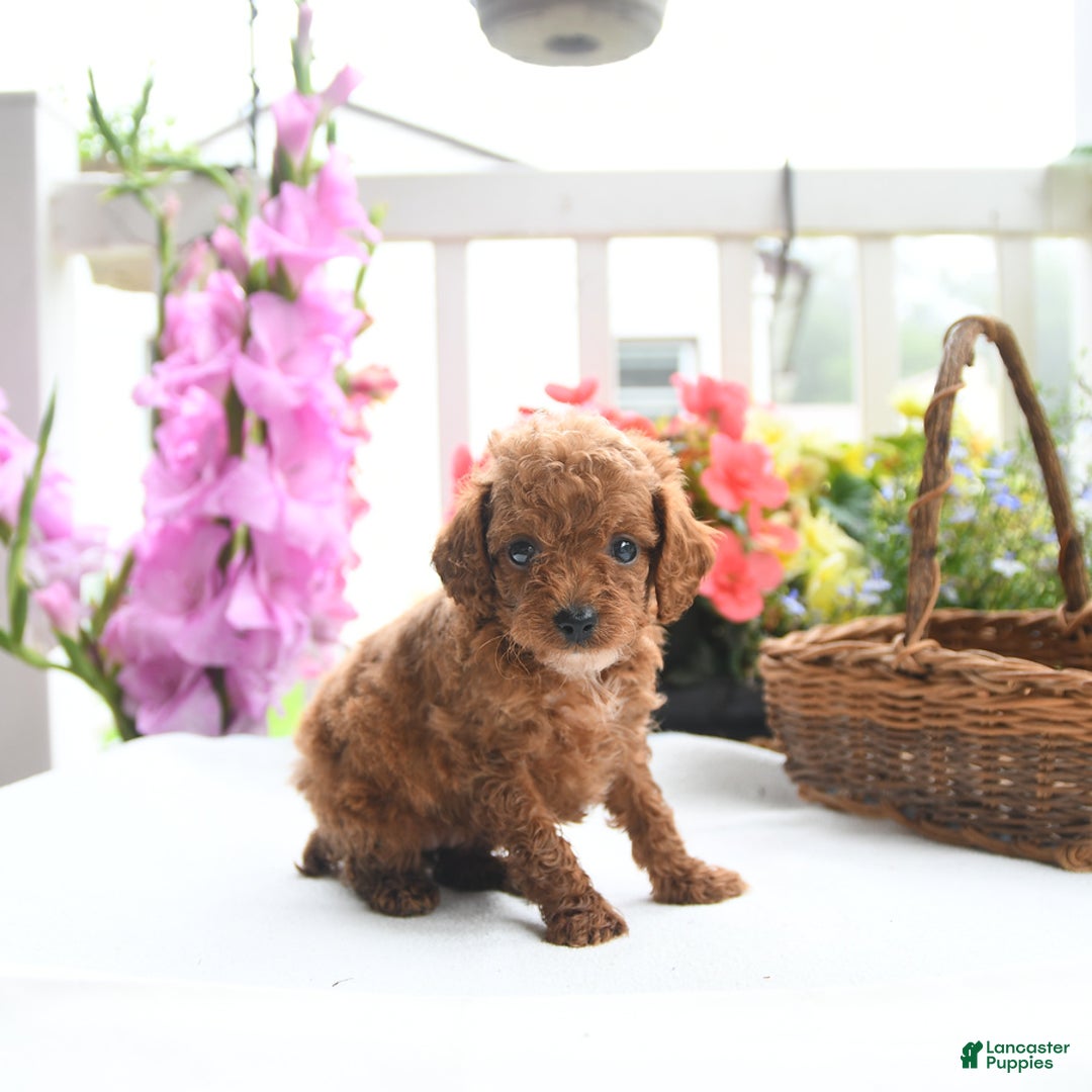 Toy Poodle dogs for sale: Violet - Image 1