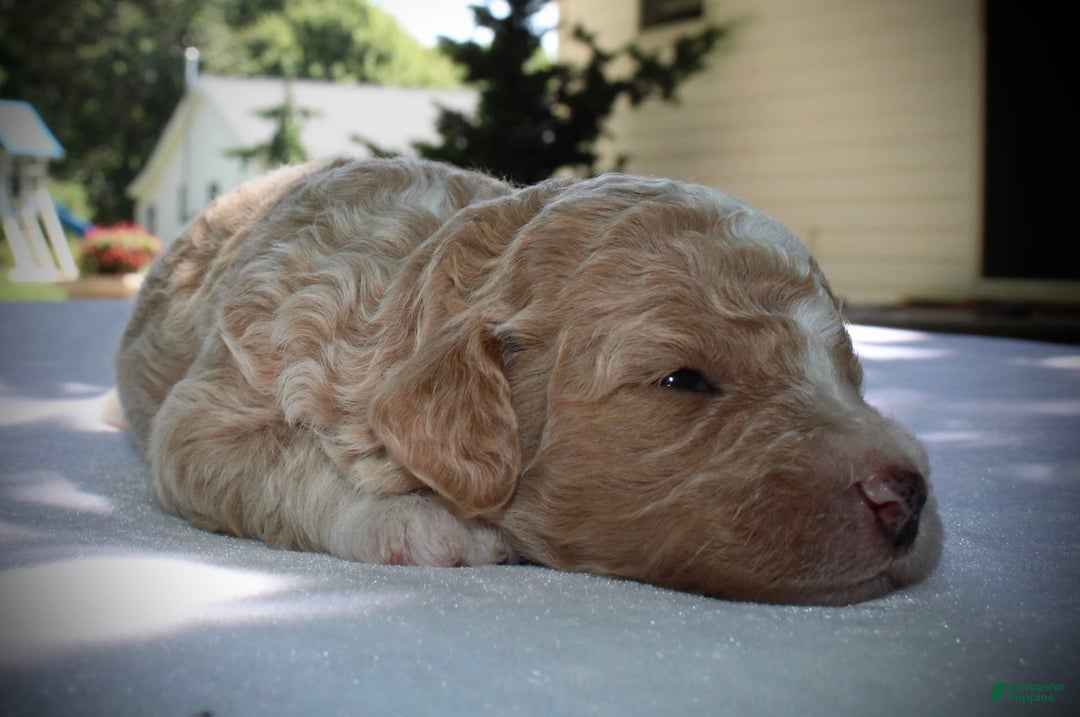 Standard Poodle dogs for sale: London Moyen - Image 3