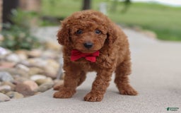 Goldendoodle dogs for sale: Herbie - Image 7
