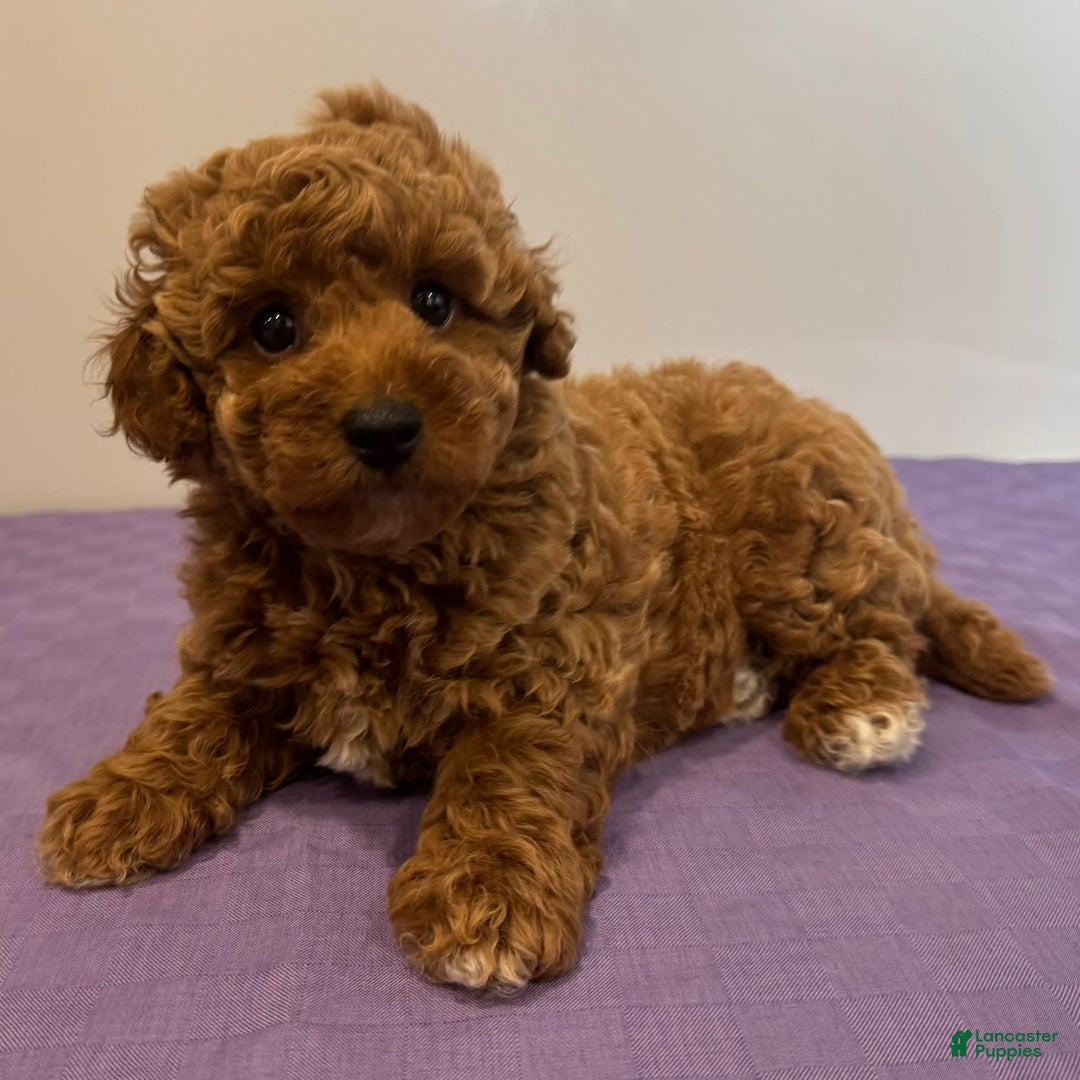 Mini Goldendoodle dogs for sale: Masyn - Image 3