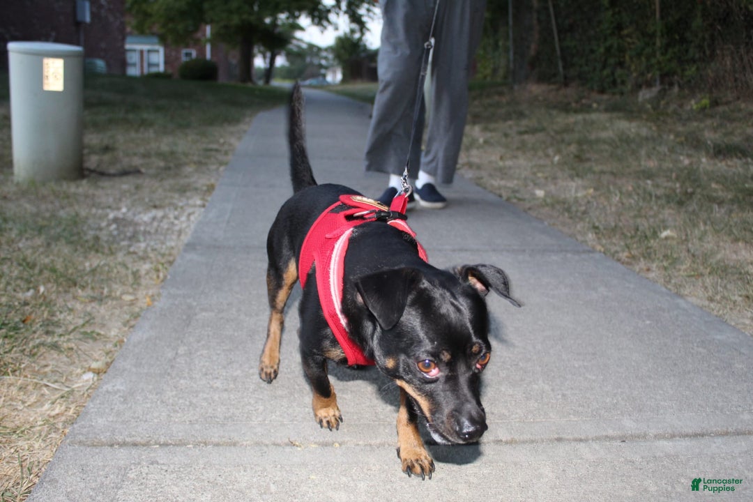 Dachshund dogs for sale: Felix - Image 4