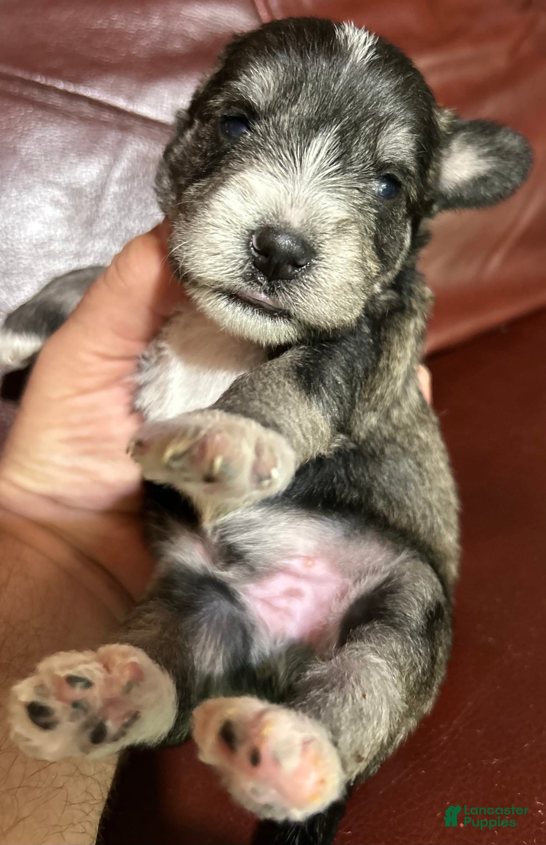 Miniature Schnauzer dogs for sale: Dash - Image 5