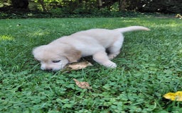Golden Retriever dogs for sale: Prairie - Image 18