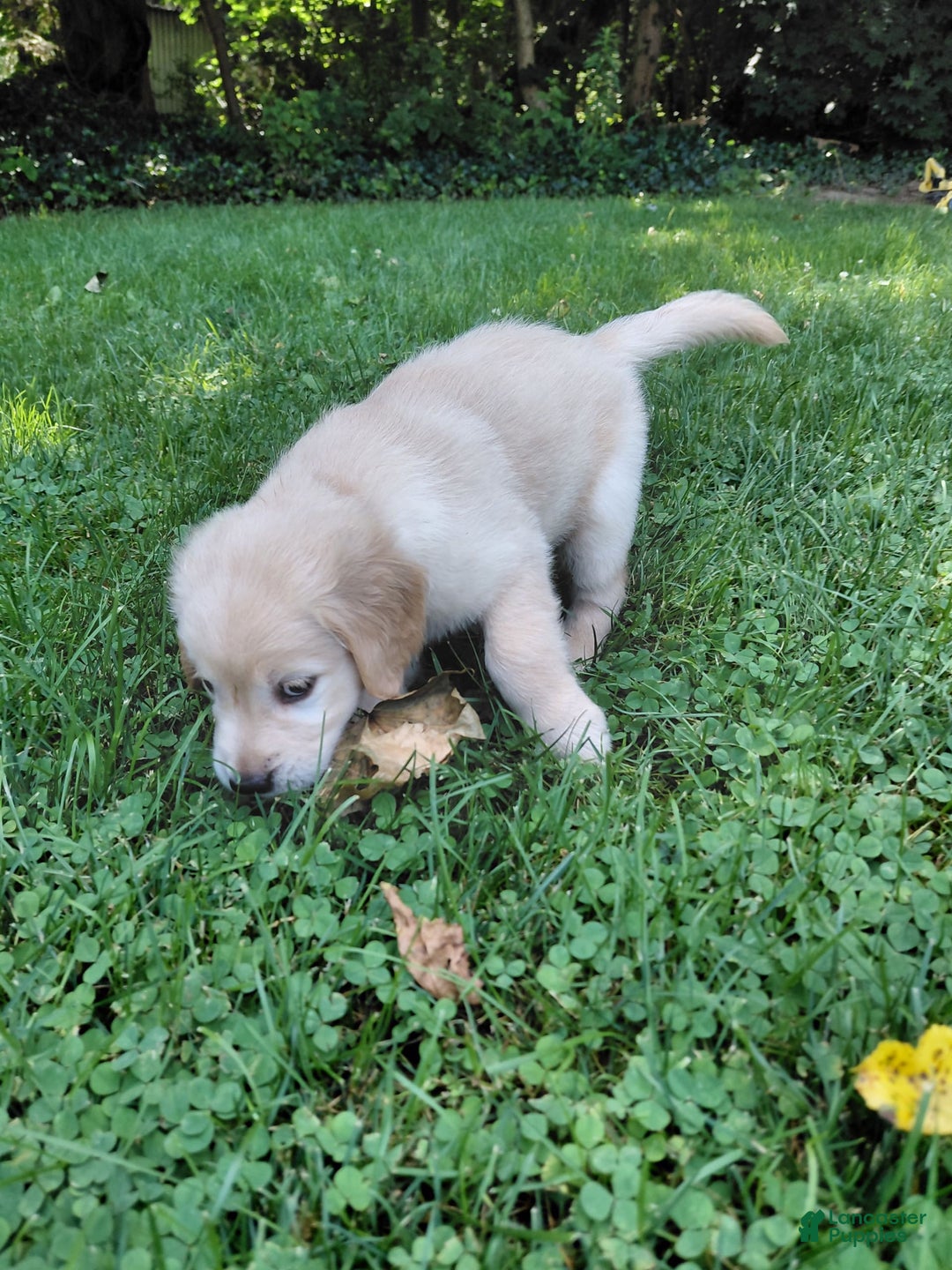 Golden Retriever dogs for sale: Prairie - Image 18