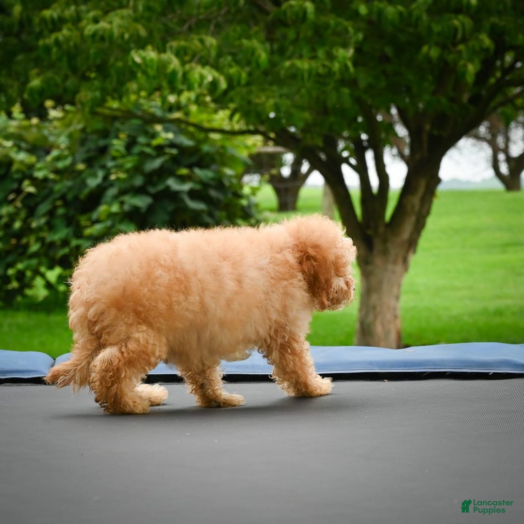 Cavapoo dogs for sale: Clyde - Image 1