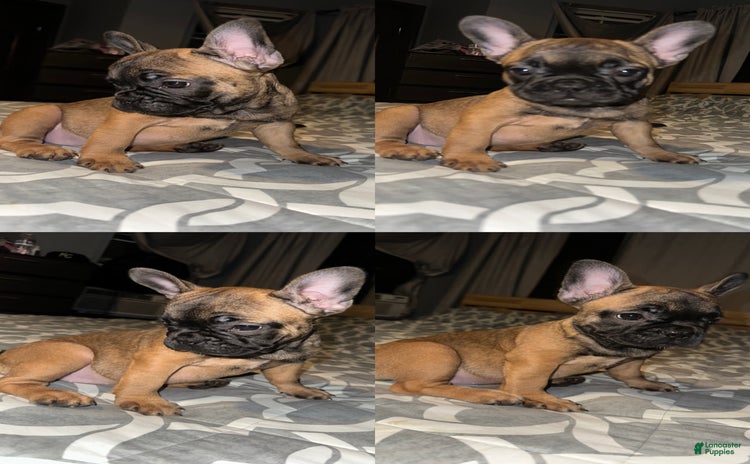 French Bulldog dogs for sale - Ad 1