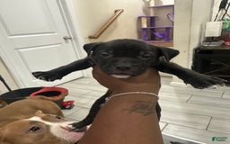 American Bully dogs for sale: American Bully 8 puppies - Image 5