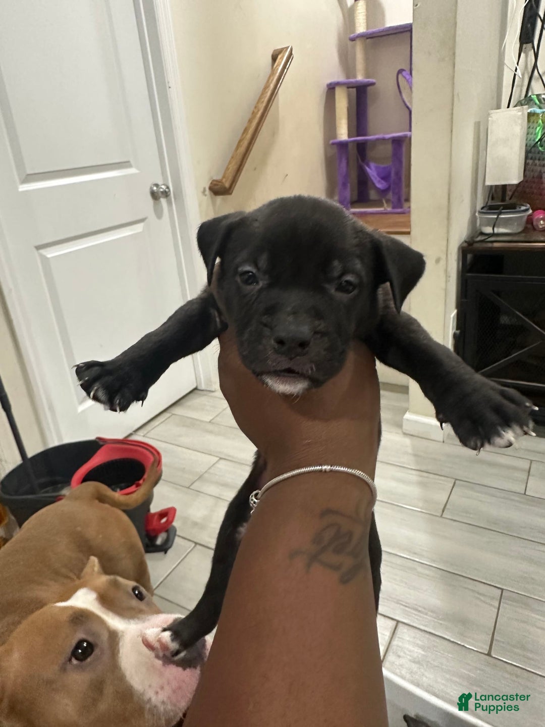 American Bully dogs for sale: American Bully 8 puppies - Image 5