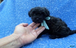 Malshi dogs for sale: Kolby - Image 1