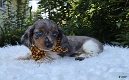 Miniature Dachshund dogs for sale: Trigger - Image 3