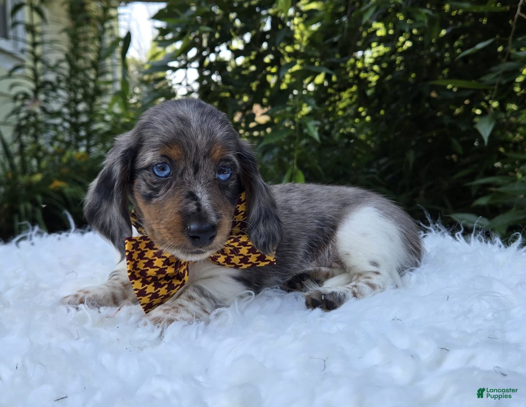 Miniature Dachshund dogs for sale: Trigger - Image 3