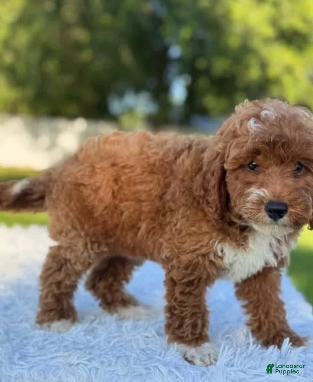 Goldendoodle dogs for sale: Milo - Image 9