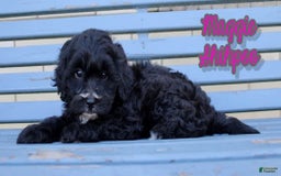 Shihpoo dogs for sale: Maggie - Image 2