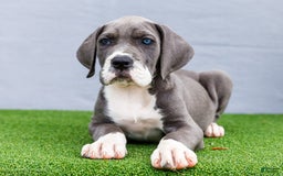 Great Dane dogs for sale: Karen - Image 9