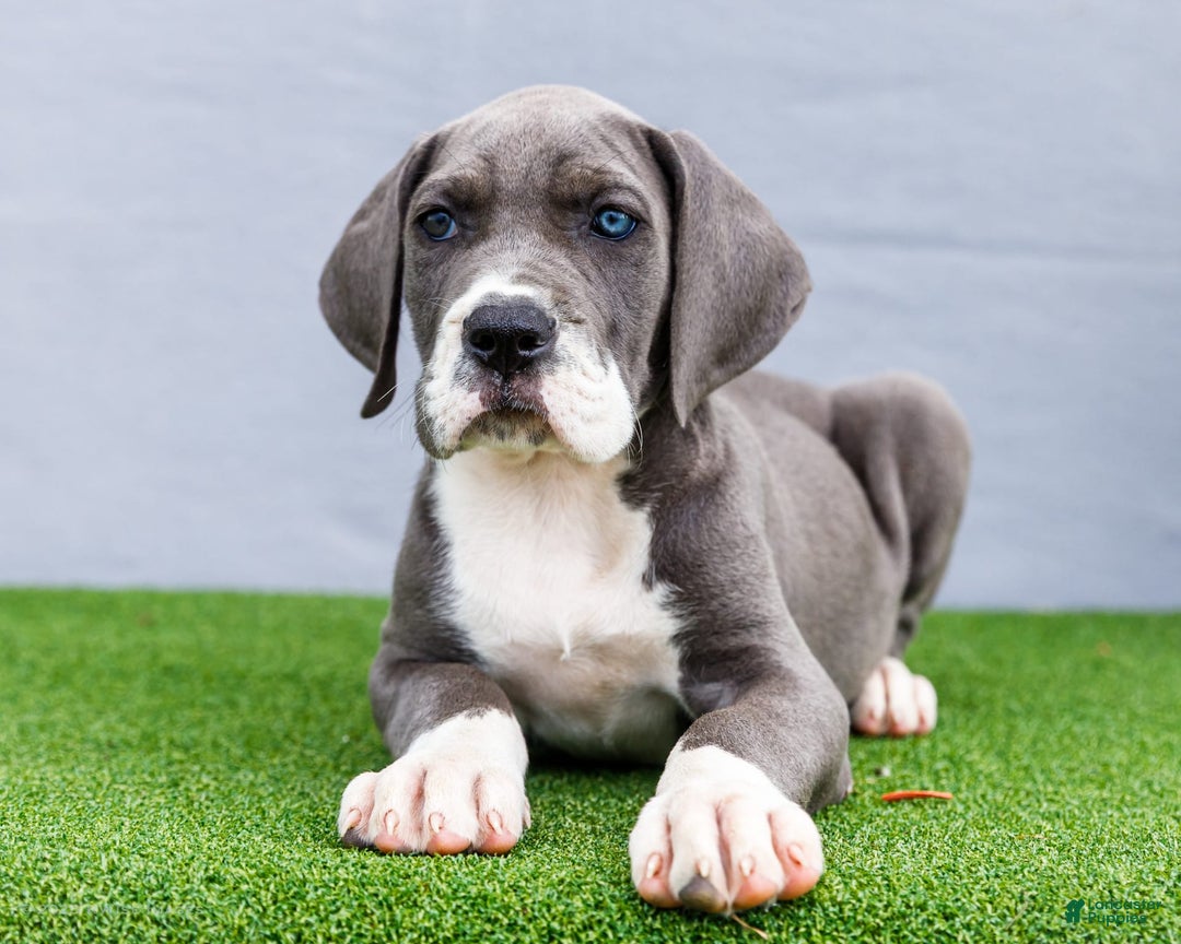 Great Dane dogs for sale: Karen - Image 9