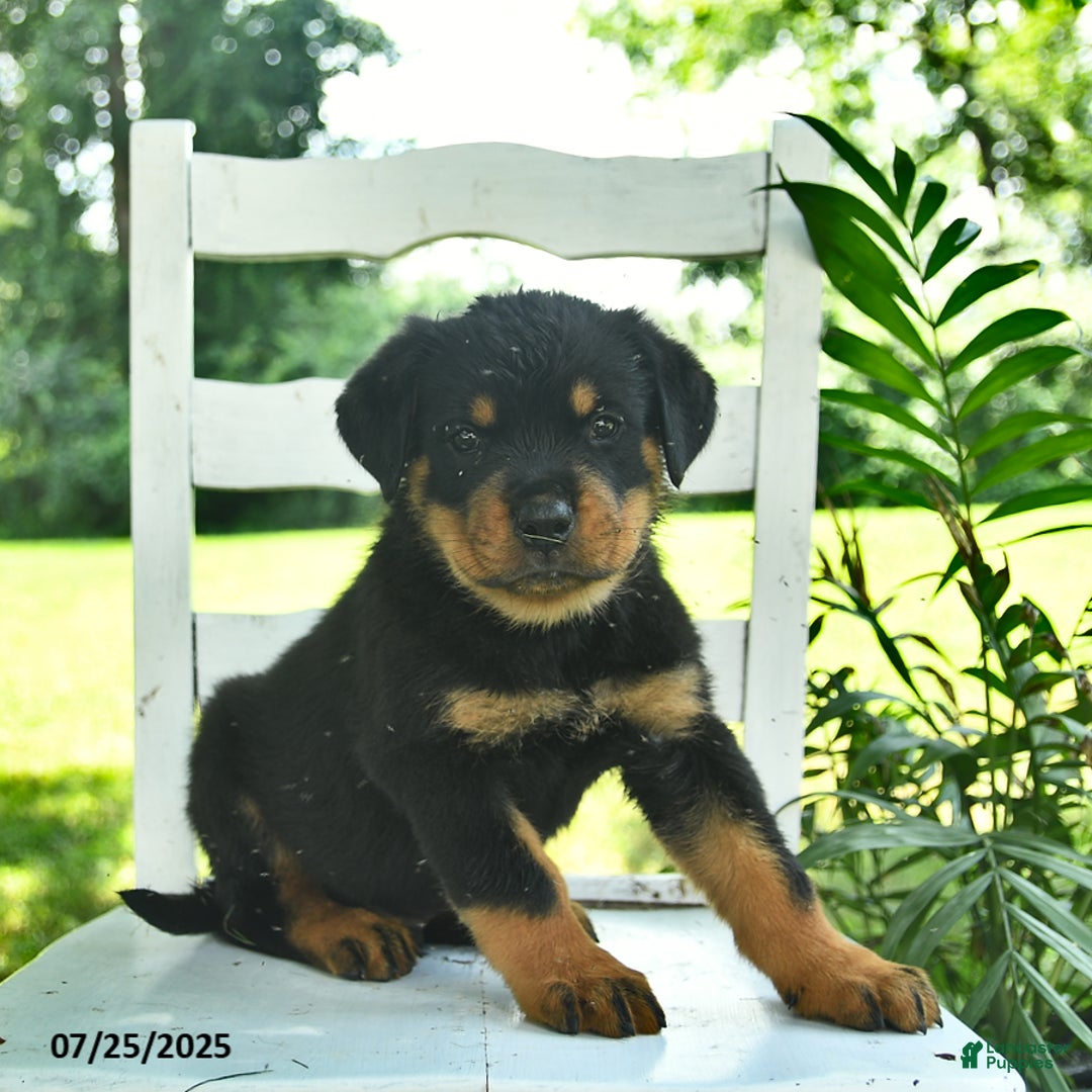 Rottweiler dogs for sale: Teddy - Image 3