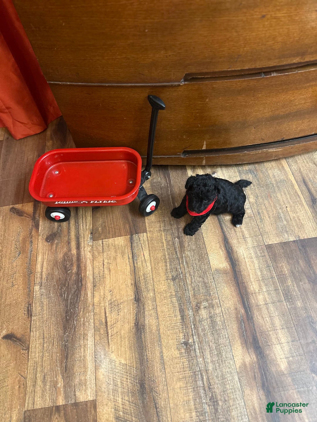 Yorkiepoo dogs for sale: Braxton - Image 3