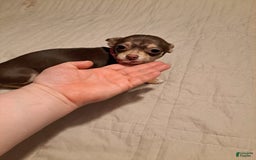 Chihuahua dogs for sale: Toy Bella - Image 12