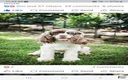 Cocker Spaniel dogs for sale: Apollo - Image 3