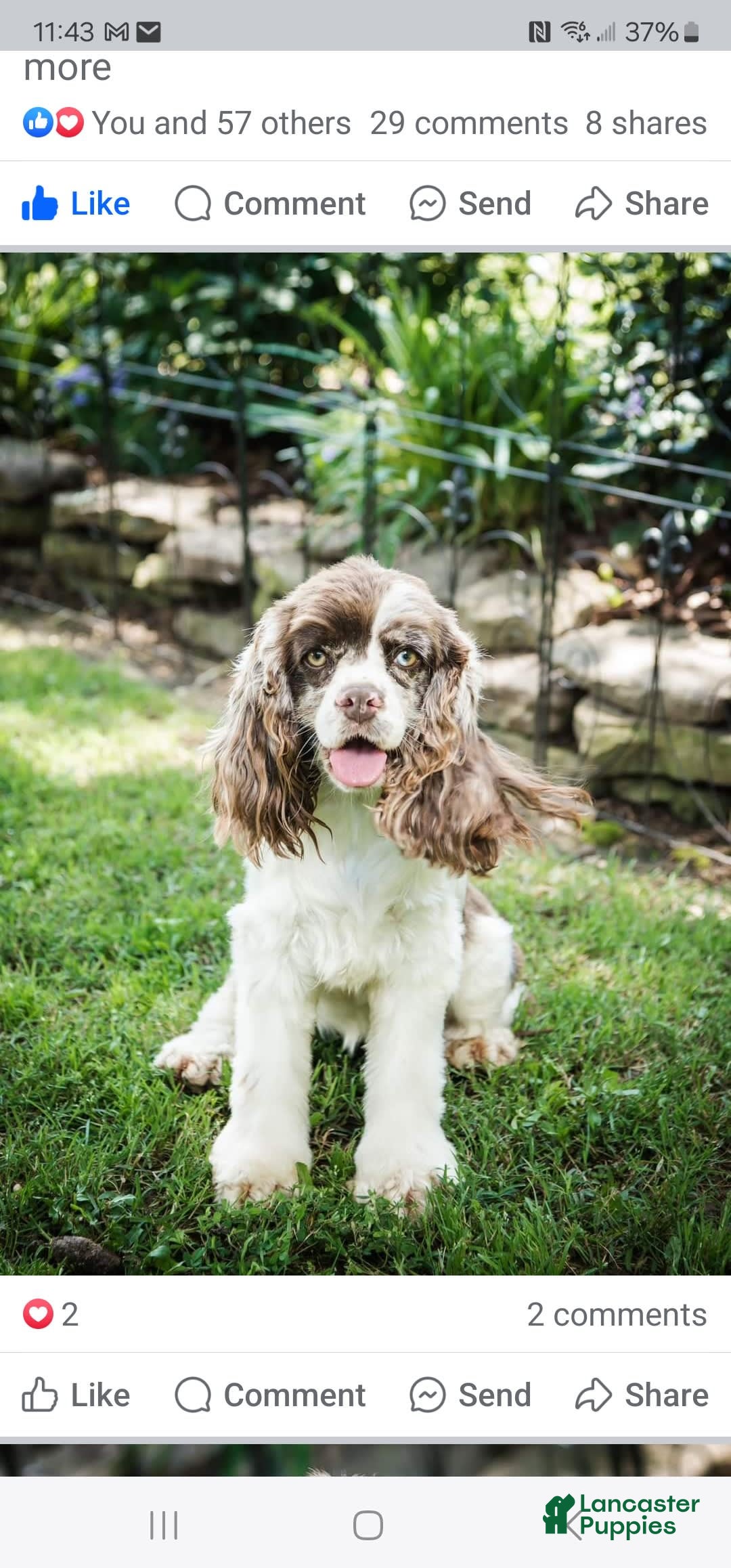 Cocker Spaniel dogs for sale: Apollo - Image 3