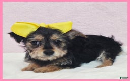 Morkie dogs for sale: Izzy - Image 1