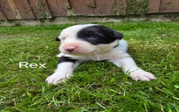 Border Collie dogs for sale: Rex - Image 7