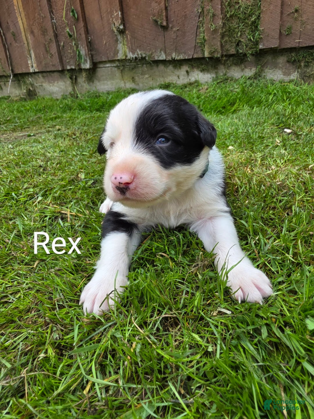 Border Collie dogs for sale: Rex - Image 7
