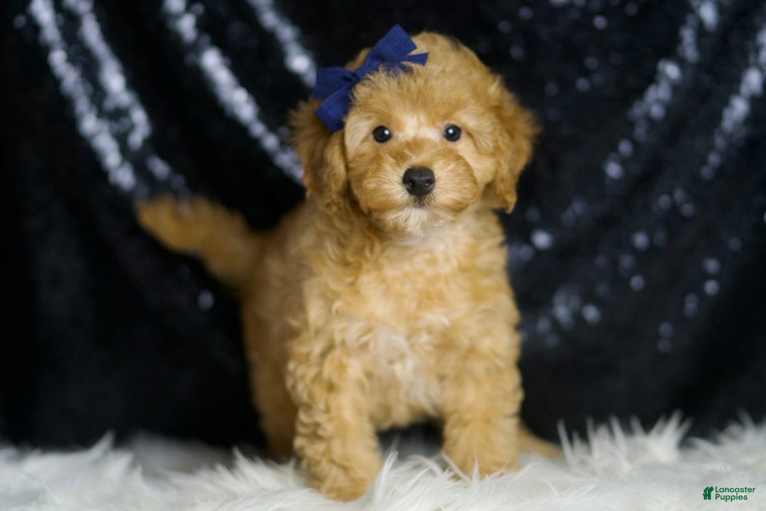 Toy Poodle dogs for sale: Cheese - Image 5