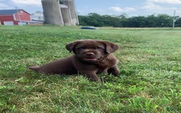 Labrador Retriever dogs for sale: Gunner - Image 6
