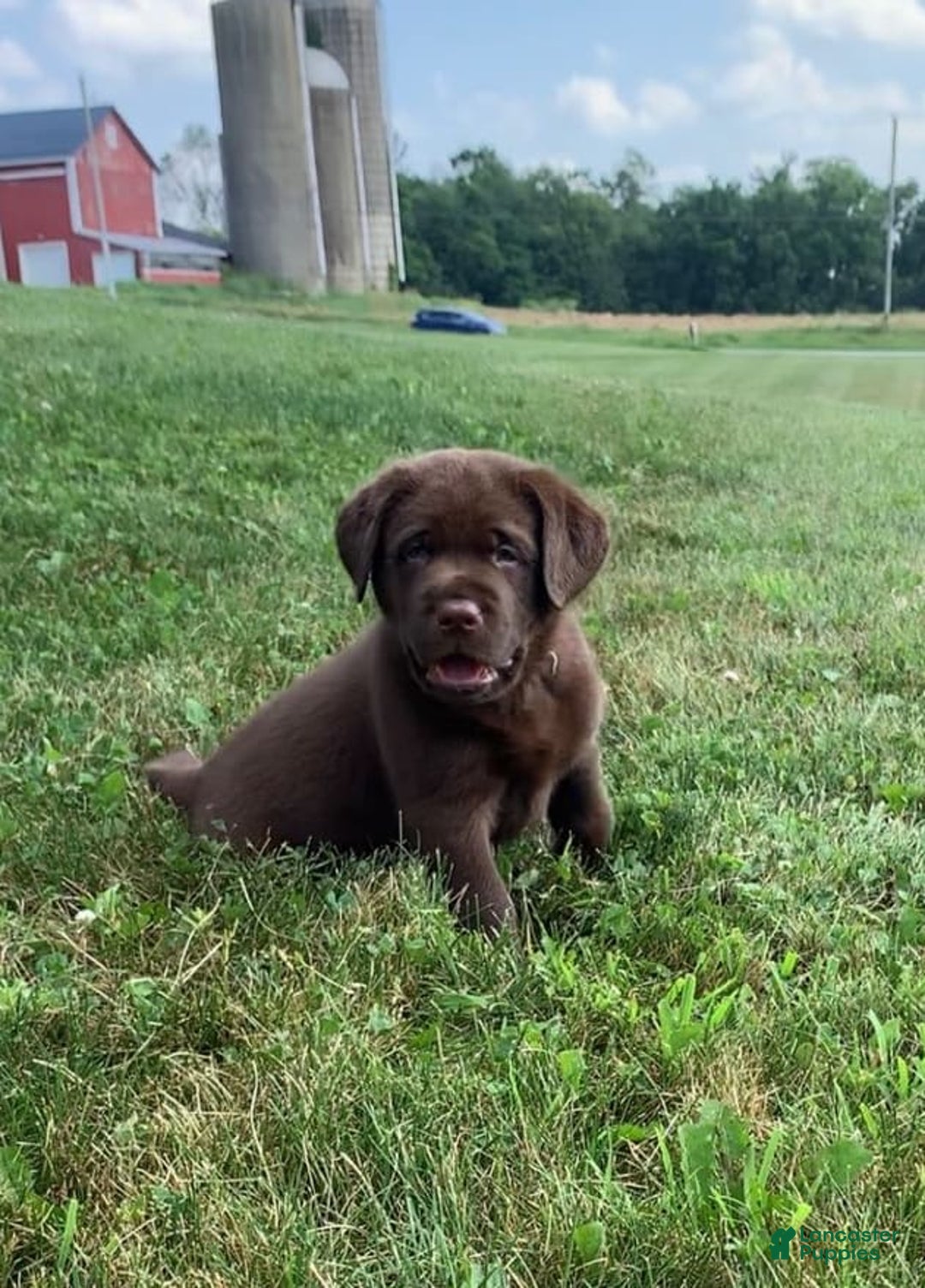 Labrador Retriever dogs for sale: Gunner - Image 6