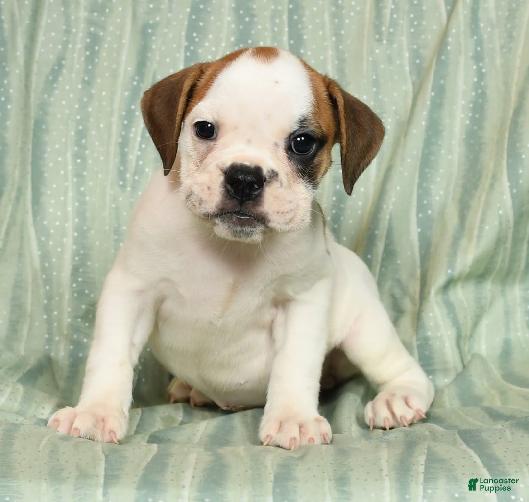 Beabull dogs for sale: Katie - Image 5