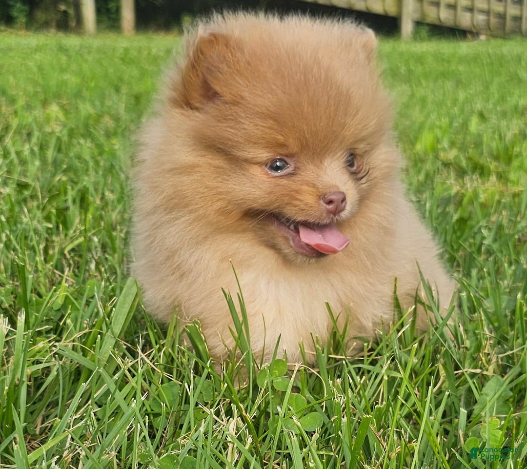 Pomeranian dogs for sale: Cinnamon - Image 5