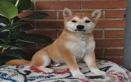 Shiba Inu dogs for sale: Bouncer - Image 6