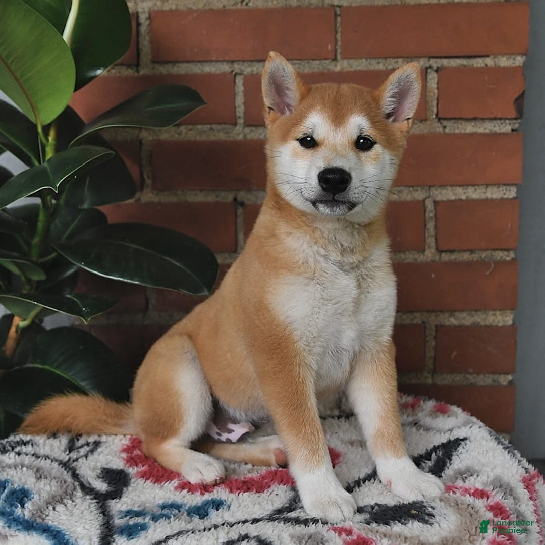 Shiba Inu dogs for sale: Bouncer - Image 6