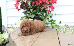 Mini Goldendoodle dogs for sale: Kenny - Image 4