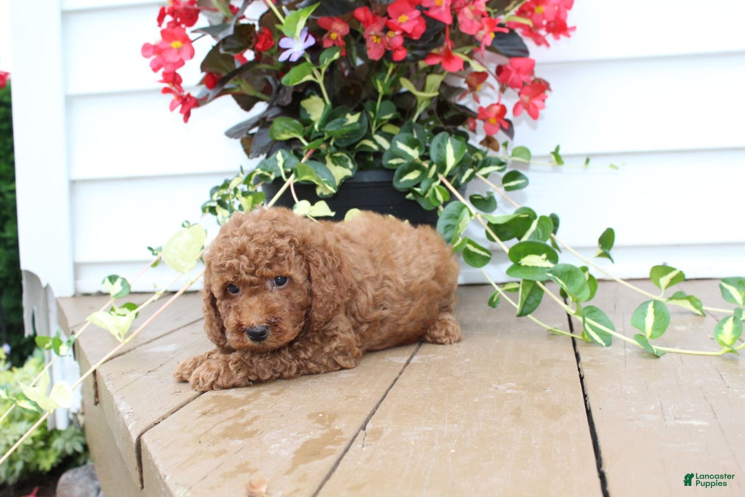 Mini Goldendoodle dogs for sale: Kenny - Image 4