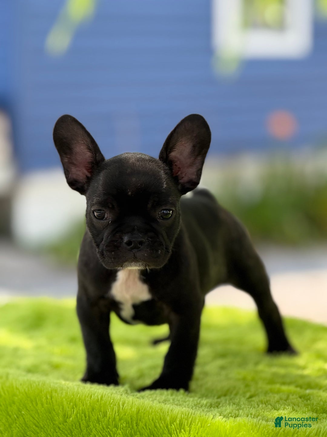 French Bulldog dogs for sale: Nova - Image 9