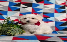 Maltese dogs for sale: Donegan Akc - Image 7