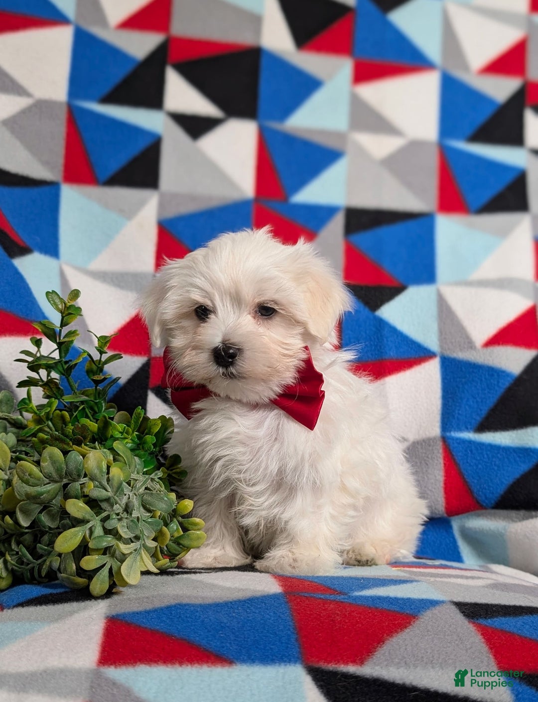 Maltese dogs for sale: Donegan Akc - Image 7