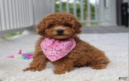 Miniature Poodle dogs for sale: Natasha - Image 2